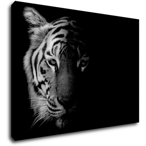 Obraz Tiger čiernobiely - 70 x 50 cm