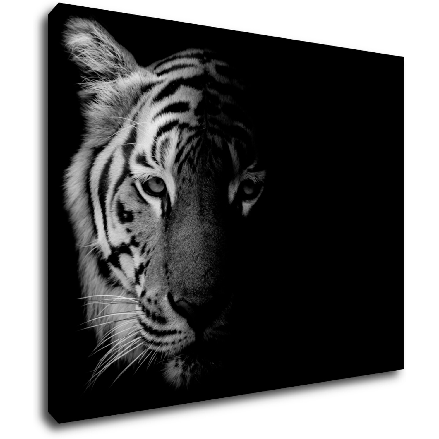 Obraz Tiger čiernobiely - 90 x 70 cm