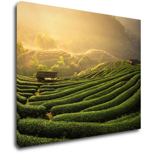 Obraz Východ slnka čajovníková plantáž - 90 x 70 cm