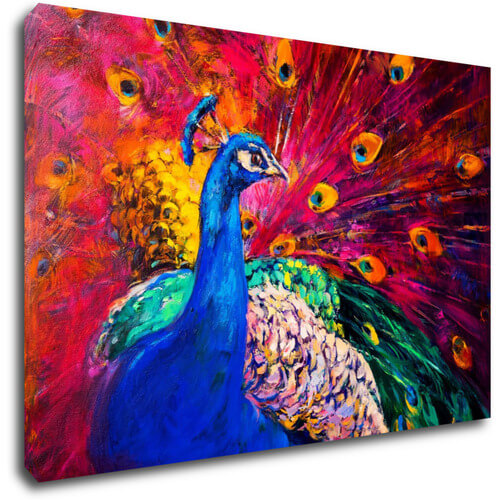 Obraz Farebný páv - 60 x 40 cm