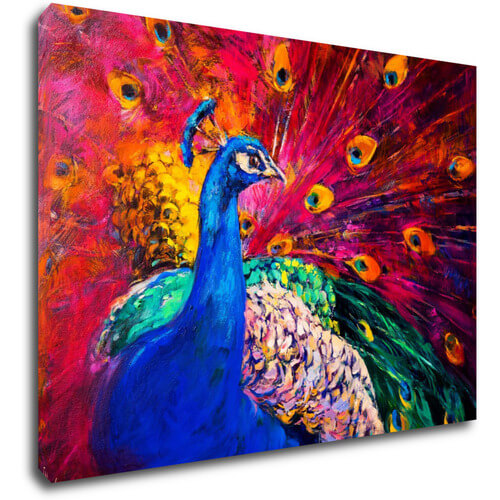 Obraz Farebný páv - 70 x 50 cm