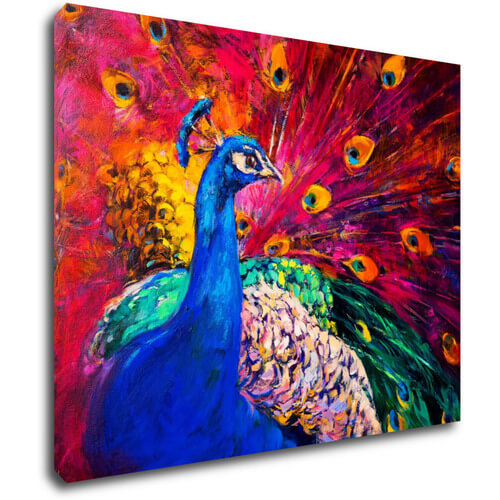 Obraz Farebný páv - 90 x 70 cm