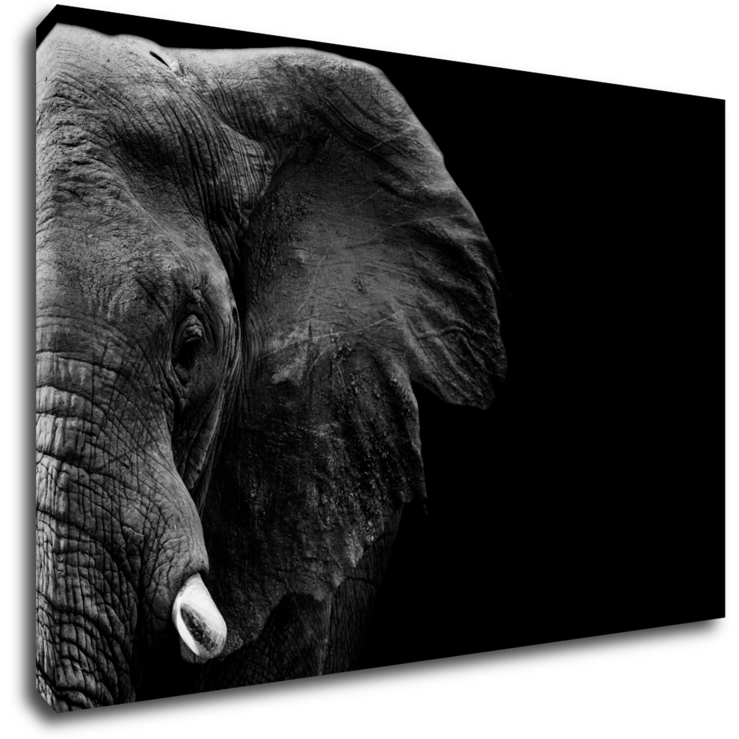Obraz Slon na čiernom pozadí - 60 x 40 cm