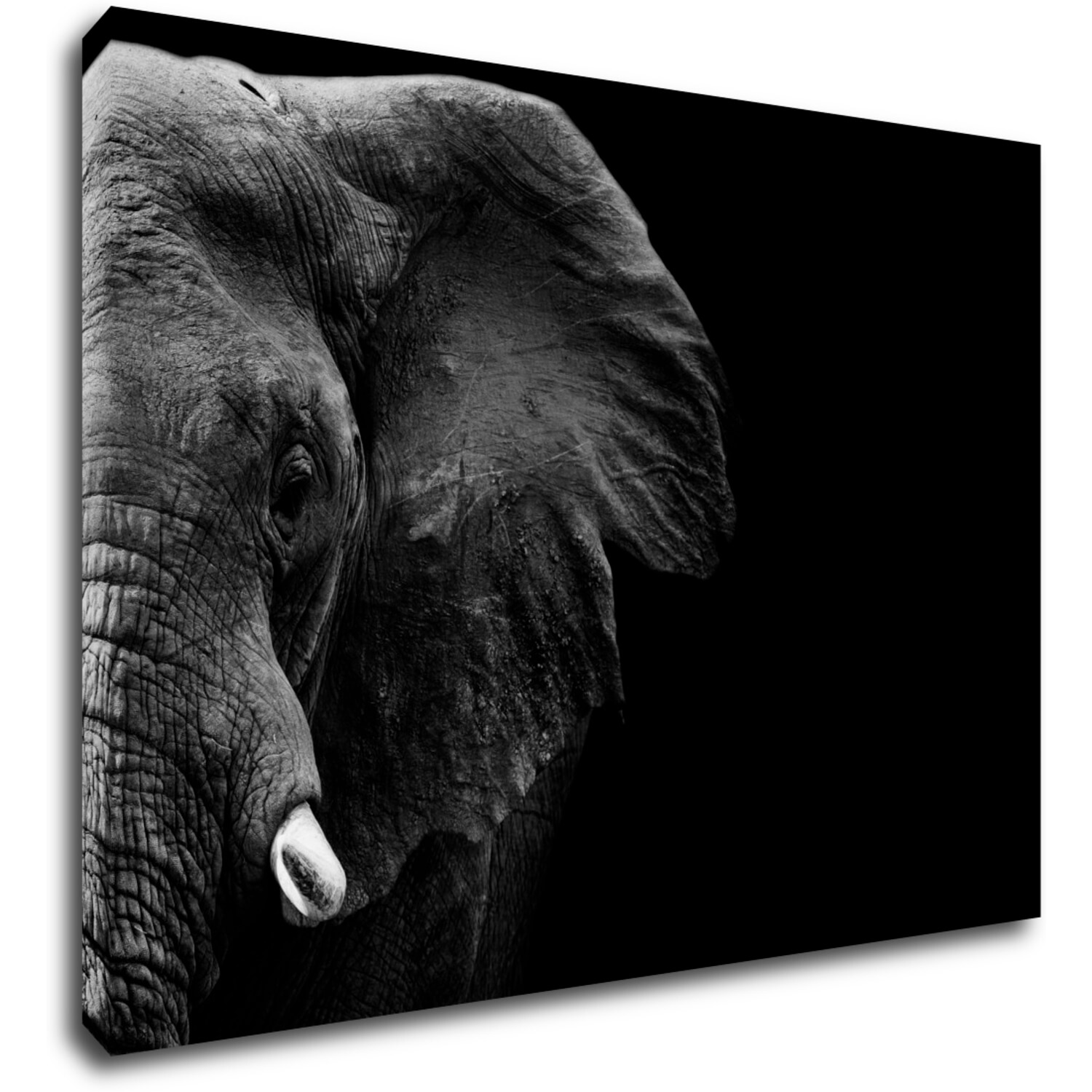 Obraz Slon na čiernom pozadí - 70 x 50 cm