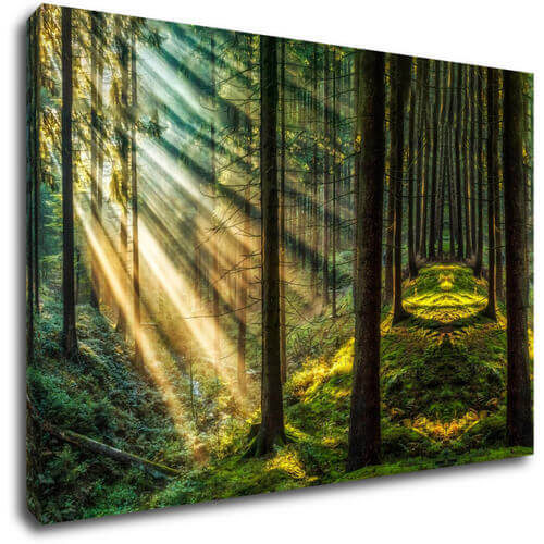 Obraz Slnečné lúče v lese - 90 x 60 cm