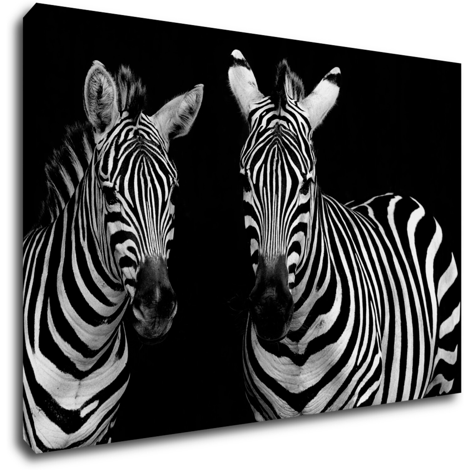 Obraz Dve zebry čiernobiele - 90 x 60 cm