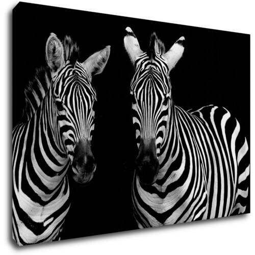 Obraz Dve zebry čiernobiele