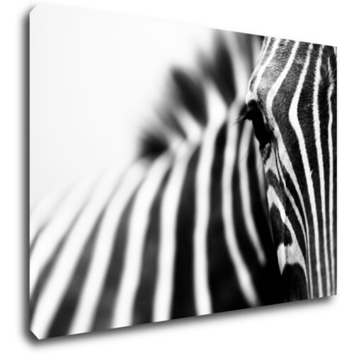 Obraz Zebra detail - 70 x 50 cm