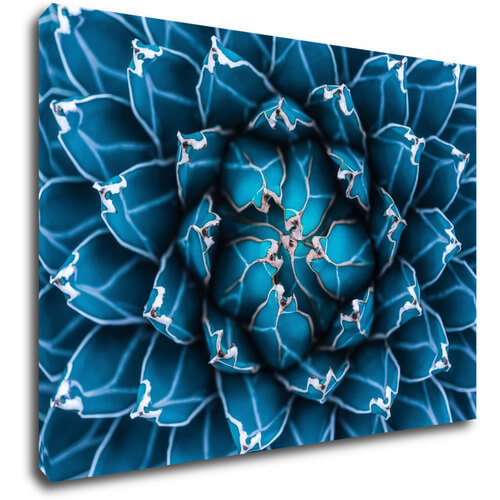 Obraz Modrý kvet - 70 x 50 cm