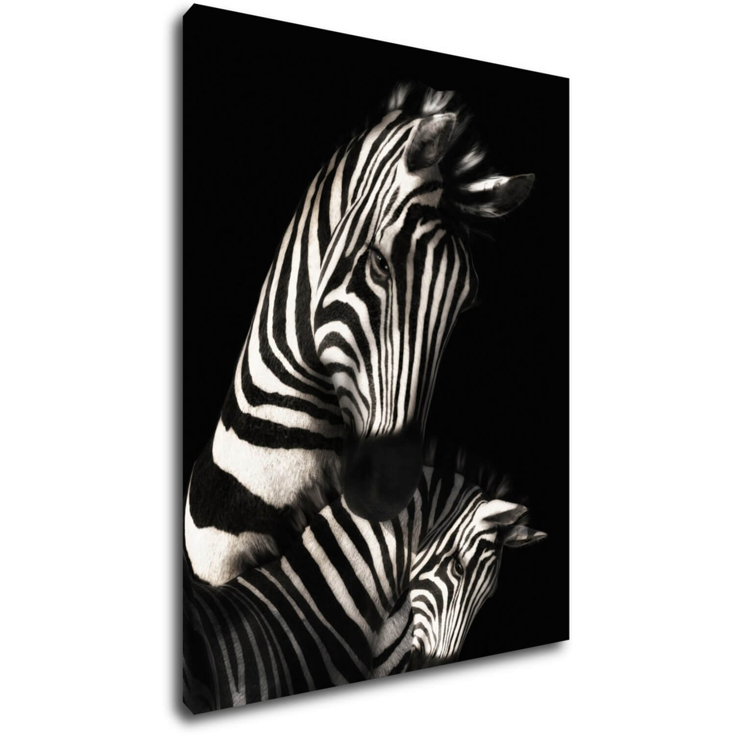 Obraz Zebry čiernobiele - 70 x 90 cm