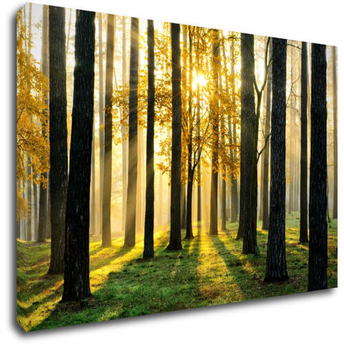 Obraz Osvietený les - 60 x 40 cm