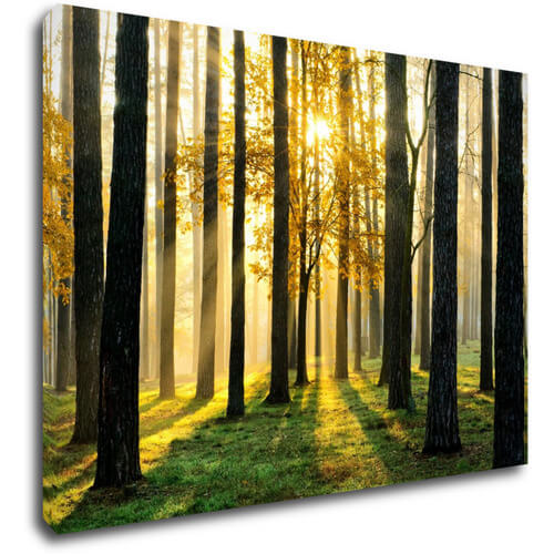 Obraz Osvietený les - 70 x 50 cm